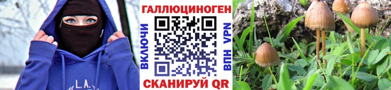 где купить наркотик Шагонар Галлюциногенные грибы Cubensis